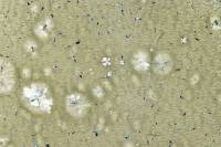 Vanilline après refroidissement très rapide LPA x5